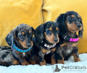 Photo №1. dachshund - for sale in the city of Bern | negotiated | Announcement № 123420