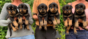Photo №4. I will sell rottweiler in the city of Vilvoorde. private announcement, breeder - price - 723$