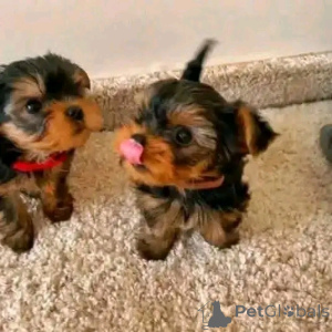 Photo №4. I will sell yorkshire terrier in the city of Chicago. breeder - price - 400$