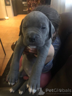 Additional photos: Elite Cane Corso