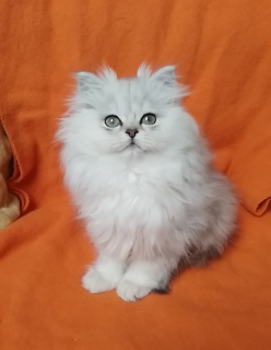 Photo №4. I will sell british longhair, persian cat, highland-straights, chinchilla cat, scottish straight in the city of Dnipro. private announcement - price - 211$