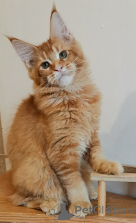 Photo №1. maine coon - for sale in the city of St. Petersburg | 405$ | Announcement № 10947