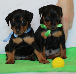 Photo №2 to announcement № 5685 for the sale of miniature pinscher - buy in Russian Federation private announcement