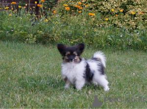 Photo №1. papillon dog - for sale in the city of Kiev | negotiated | Announcement № 11944