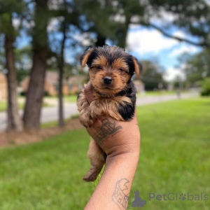 Photo №1. yorkshire terrier - for sale in the city of Berlin | 568$ | Announcement № 167654