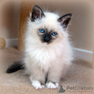 Photo №1. birman - for sale in the city of Prague | negotiated | Announcement № 97873
