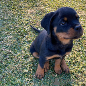 Photo №2 to announcement № 13091 for the sale of rottweiler - buy in Germany private announcement