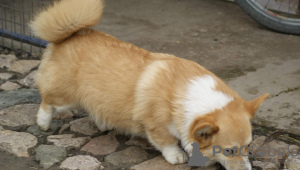 Photo №2 to announcement № 36977 for the sale of welsh corgi - buy in Serbia breeder