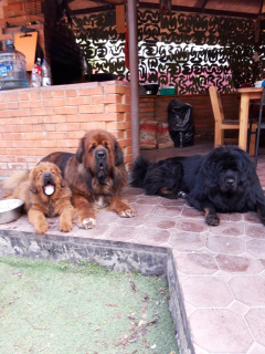 Photo №4. I will sell tibetan mastiff in the city of Samara. private announcement - price - negotiated