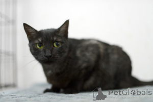 Photo №2 to announcement № 159232 for the sale of  - buy in Russian Federation private announcement