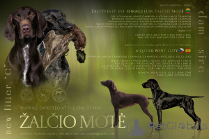 Photo №1. german shorthaired pointer - for sale in the city of Šiauliai | 1224$ | Announcement № 146050