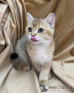 Photo №1. chinchilla cat - for sale in the city of Tashkent | 200$ | Announcement № 102773