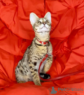 Photo №4. I will sell savannah cat in the city of Москва. from nursery - price - 6508$