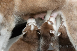 Photo №4. I will sell non-pedigree dogs in the city of Glasgow. breeder - price - 800$