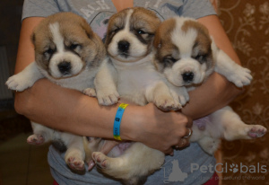 Photo №2 to announcement № 7976 for the sale of central asian shepherd dog - buy in Ukraine 