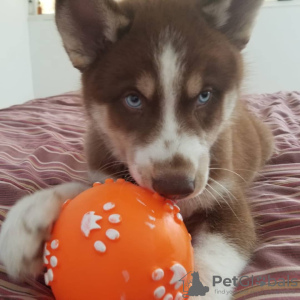 Photo №2 to announcement № 78617 for the sale of siberian husky - buy in Bulgaria private announcement