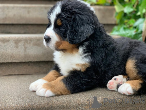 Photo №2 to announcement № 38258 for the sale of bernese mountain dog - buy in Austria private announcement