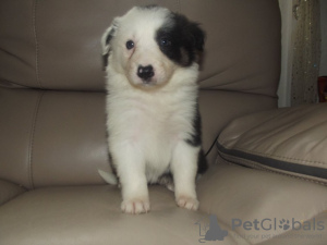 Photo №3. Home Training Border Collie sX4 puppies ready for a permanent home. Germany