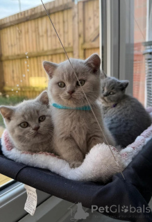 Photo №1. british shorthair - for sale in the city of Aalst | 413$ | Announcement № 173492