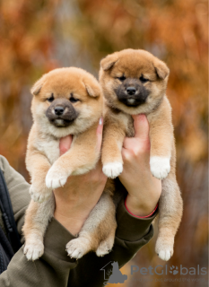 Photo №3. Shiba Inu puppies. Belarus