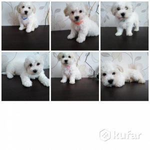 Photo №1. bichon frise - for sale in the city of Minsk | 223$ | Announcement № 2318