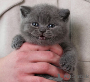 Photo №2 to announcement № 102294 for the sale of scottish fold - buy in United States private announcement