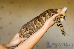 Photo №4. I will sell bengal cat in the city of Иваново. from nursery - price - negotiated