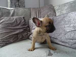 Photo №3. Male and female French Bulldog puppies available. Germany