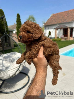 Photo №1. poodle (toy) - for sale in the city of Werbass | negotiated | Announcement № 100077
