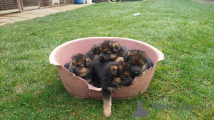 Photo №1. german shepherd - for sale in the city of Aalter | negotiated | Announcement № 164903