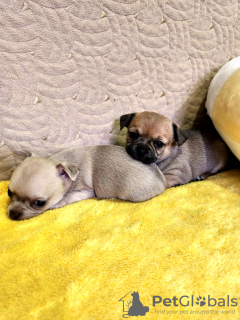 Additional photos: Mini Chihuahua Cobby type for sale in Georgia.