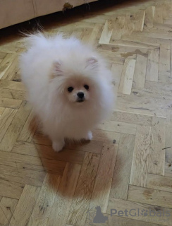 Photo №4. I will sell pomeranian in the city of Belgrade. breeder - price - 1412$