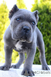 Photo №3. Cane Corso, female and male. Serbia