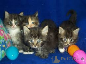 Photo №1. norwegian forest cat - for sale in the city of Espoo | 599$ | Announcement № 164326