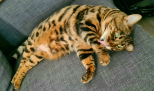 Photo №2 to announcement № 38383 for the sale of bengal cat - buy in Russian Federation private announcement