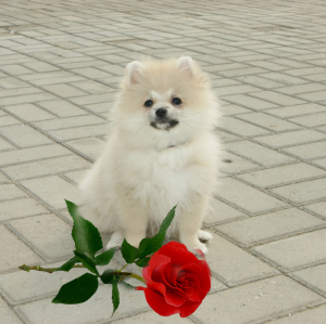 Photo №1. pomeranian - for sale in the city of Kaluga | 260$ | Announcement № 2080