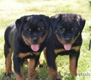 Photo №3. Lindos cachorros Rottweiler para venda. Portugal