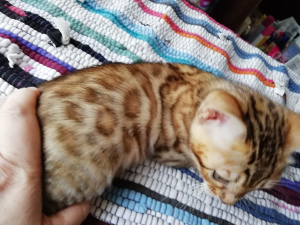 Photo №1. bengal cat - for sale in the city of St. Petersburg | 173$ | Announcement № 2508