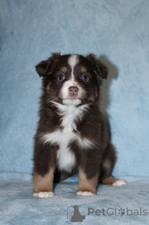 Photo №1. australian shepherd - for sale in the city of Estringen | 847$ | Announcement № 150739