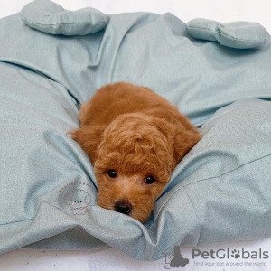 Photo №1. poodle (toy) - for sale in the city of Флорида Сити | 250$ | Announcement № 124477