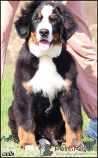 Additional photos: Bernese Mountain Dog