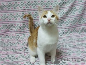 Photo №1.  - for sale in the city of Minsk | Is free | Announcement № 157454