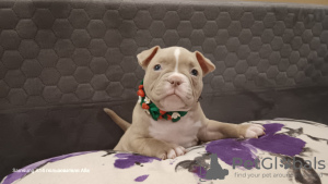 Photo №4. I will sell american bully in the city of Riga. private announcement - price - 1585$