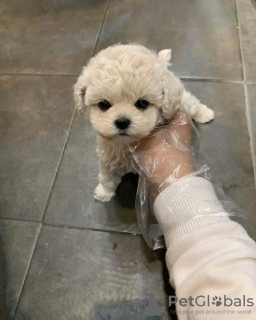 Photo №3. Maltipoo puppies looking new home Business Whatsapp ; 37256062792. Finland