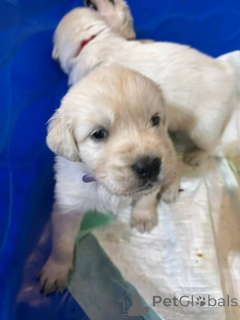 Photo №1. golden retriever - for sale in the city of Mississippi state | 500$ | Announcement № 147418