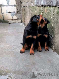 Photo №3. Rottweiler puppies. Serbia