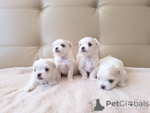 Photo №1. maltese dog - for sale in the city of Aurich | 258$ | Announcement № 178679