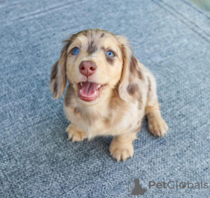 Photo №1. dachshund - for sale in the city of Монасья-д'Оллен | negotiated | Announcement № 120230