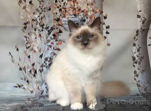 Photo №1. birman - for sale in the city of Wolfsburg | negotiated | Announcement № 100422