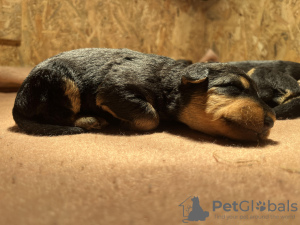 Photo №1. airedale terrier - for sale in the city of Pleszew | 792$ | Announcement № 123253